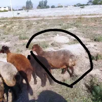 گوسفند‌آبستن‌سنگین|حیوانات مزرعه|گنبد کاووس, |دیوار