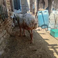 میش