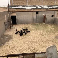فروش-خانه
