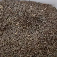 زیره‌کوهی‌اصل