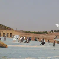 کفتر جون )اگهی را بخونید لطفا(|پرنده|یزد, |دیوار