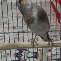 سهره کرمانی|پرنده|دماوند, گیلاوند|دیوار