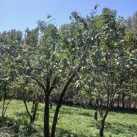 هرس کار درخت|خدمات باغبانی و درختکاری|شاهین دژ, |دیوار