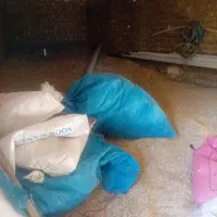 کاه