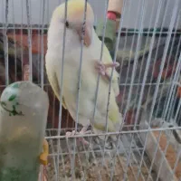 طوطی، برزیلی