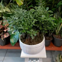 بنسای/پیتستروم گل آپارتمانی گیاه آپارتمانی|گل و گیاه طبیعی|فردیس, فردیس|دیوار