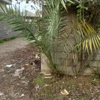 درخت نخل فنیکس|گل و گیاه طبیعی|خمام, |دیوار