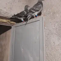 یک جفت کبوتر نر ماده