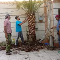 بریدن نخل قطع درخت هرس نخل سمپاشی نخل باغبانی|خدمات باغبانی و درختکاری|اهواز, شهرک نفت|دیوار