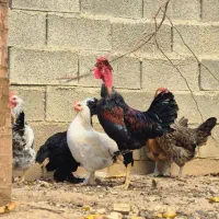 خروس|حیوانات مزرعه|اهر, |دیوار