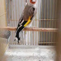 سهره کرمونی|پرنده|مرودشت, مختارآباد|دیوار