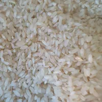 برنج کامفیروزی|خوردنی و آشامیدنی|شیراز, شهرک برف فروشان|دیوار