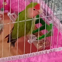 طوطی کوتوله برزیلی