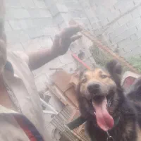 سگ گمشده|حیوانات|دابودشت, |دیوار