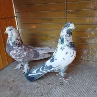 فروش کفتر|پرنده|اصفهان, خانه اصفهان|دیوار