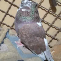 کفتر|پرنده|شاهرود, |دیوار