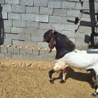 یک راس دبر نژاد پاکستانی|حیوانات مزرعه|رستاق, |دیوار