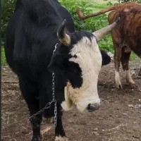 ورزا داشتی گاو نر