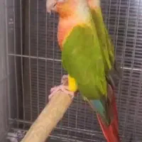 مولد گیرینچیک فول رد|پرنده|تهران, دانشگاه شریف|دیوار