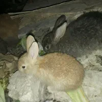 خرگوش|موش و خرگوش|رامهرمز, |دیوار