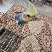 پرنده عروس هلندی نر وماده