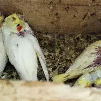 جوجه عروس هلندی|پرنده|لنگرود, |دیوار