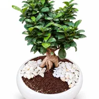 بونسای جنسینگ و انواع گیاهان آپارتمانی