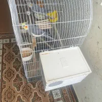 جفت پرنده|پرنده|شوشتر, |دیوار