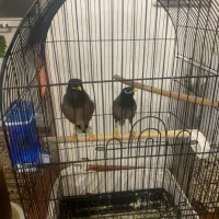 حیوانات خانگی