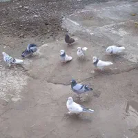 کبوتر|پرنده|روانسر, |دیوار