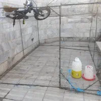 لونه مرغ وخروس وبوقلمون واردک وغازوحتی گوسفند