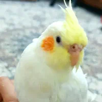 عروس هلندی سخنگو دستی ایخوام