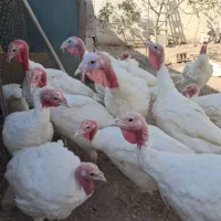 بوقلمون|حیوانات مزرعه|تهران, افسریه جنوبی|دیوار