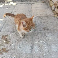 واگذاری حیوون خونگی رایگان|گربه|تربت جام, شهرک معلم|دیوار