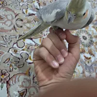 عروس هلندی دستی