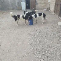 سگ قدرجونی بومی سه تا