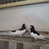 کبوتر شهری چپ، یال|پرنده|بوشهر, |دیوار