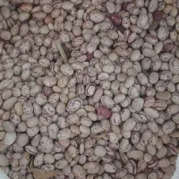 لوبیا چیتی  درجه یک کوهرنگ