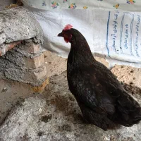 مرغ کرک|حیوانات مزرعه|شوشتر, |دیوار