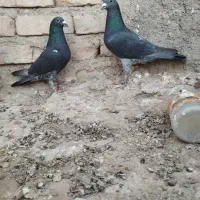 مسافتی|پرنده|هیرمند, |دیوار