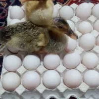 تخم اردک نطفه دار