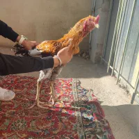 خروس لاری|حیوانات مزرعه|صحنه, |دیوار