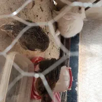 خرگوش|موش و خرگوش|اردستان, |دیوار