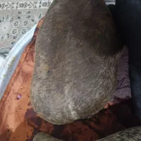 هیزه|ظروف نگهدارنده، پلاستیکی، یک‌بارمصرف|نورآباد, |دیوار