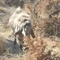 تکه پاکستانی دورگه مخصوص|حیوانات مزرعه|نیمبلوک, |دیوار