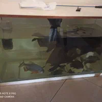 فروش آکواریوم