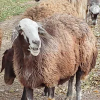 گوسفندگوشتی