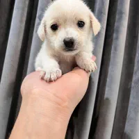 سگ..توله پامر