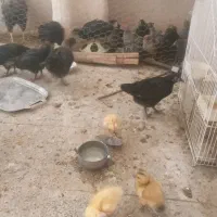 سی عدد جوجه  سه ماهه واکسینه شده