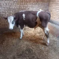 حیوانات